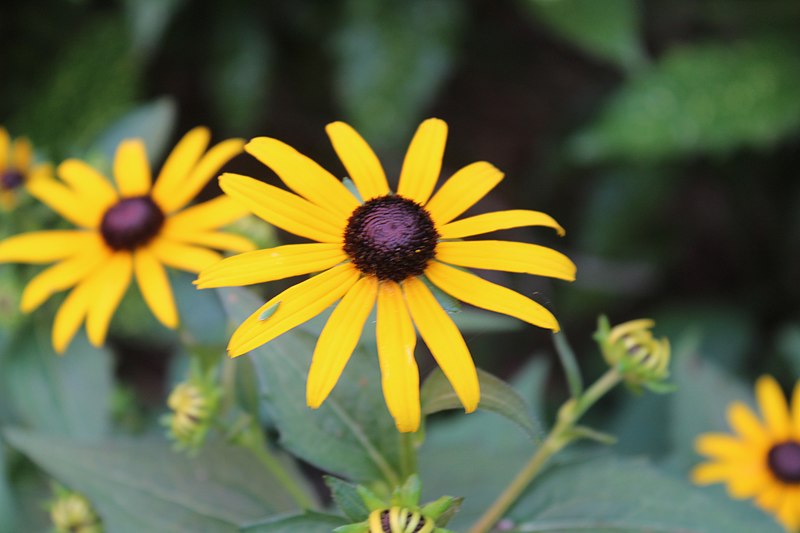 File:Artistic Flower Closeup.jpg