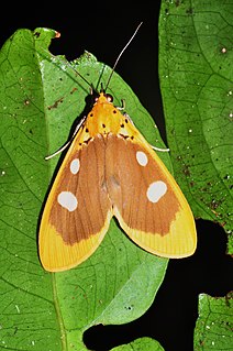 <i>Asota javana</i> Species of moth