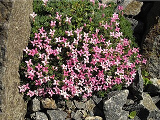 <i>Asperula sintenisii</i> species of plant in the family Rubiaceae