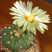 Astrophytum asterias flower.jpg