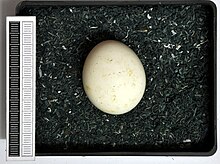 Little owl egg in Museum Wiesbaden Athene noctua MWNH 2202.JPG