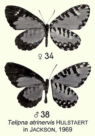 <i>Telipna atrinervis</i> Species of butterfly