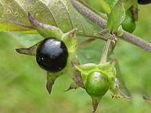 Schwarze Tollkirsche Samen (Atropa belladonna)