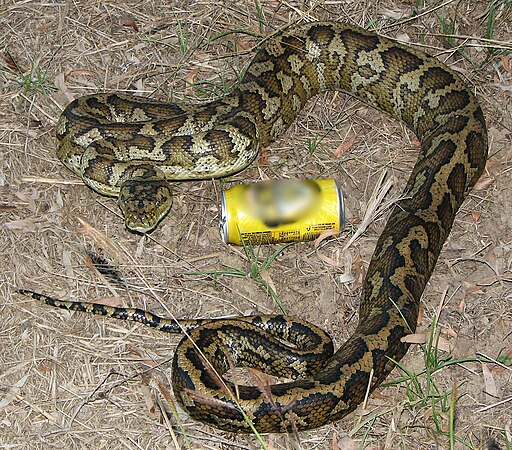  Australian carpet python 03 