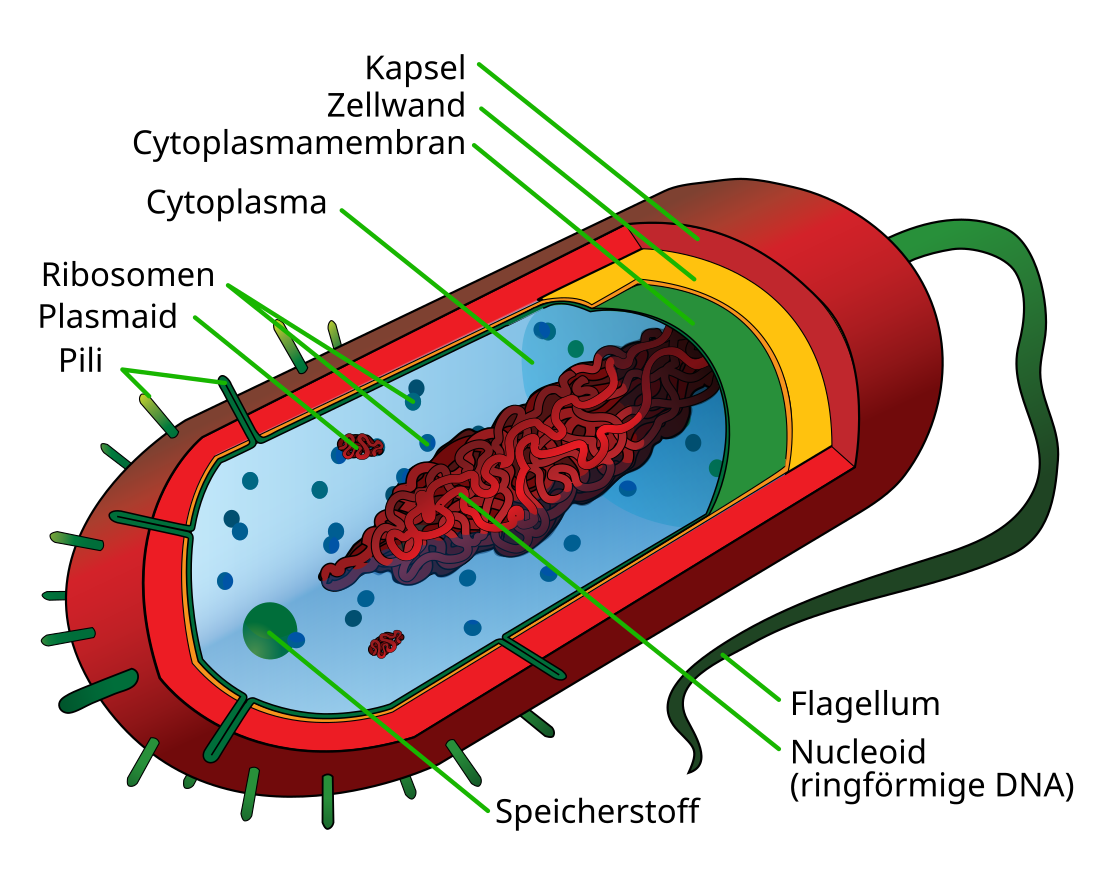 Prokaryoten