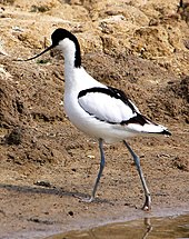 An avocet at the RSPB's Minsmere reserve. This species is used in the RSPB's logo. Avocet - Minsmere (5681376618) (cropped).jpg