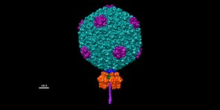 <i>Salmonella virus P22</i> Species of virus