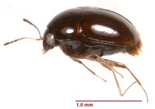 Baeocera sp 148302 странично.tif