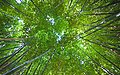 * Nomination: The leaf canopy of the bamboo grove in the Botanical Garden of the University of Vienna in Vienna, Austria. The bamboo grove consits of the species phyllostachys viridiglaucescens. --D-Kuru 14:43, 22 August 2023 (UTC) * * Review needed