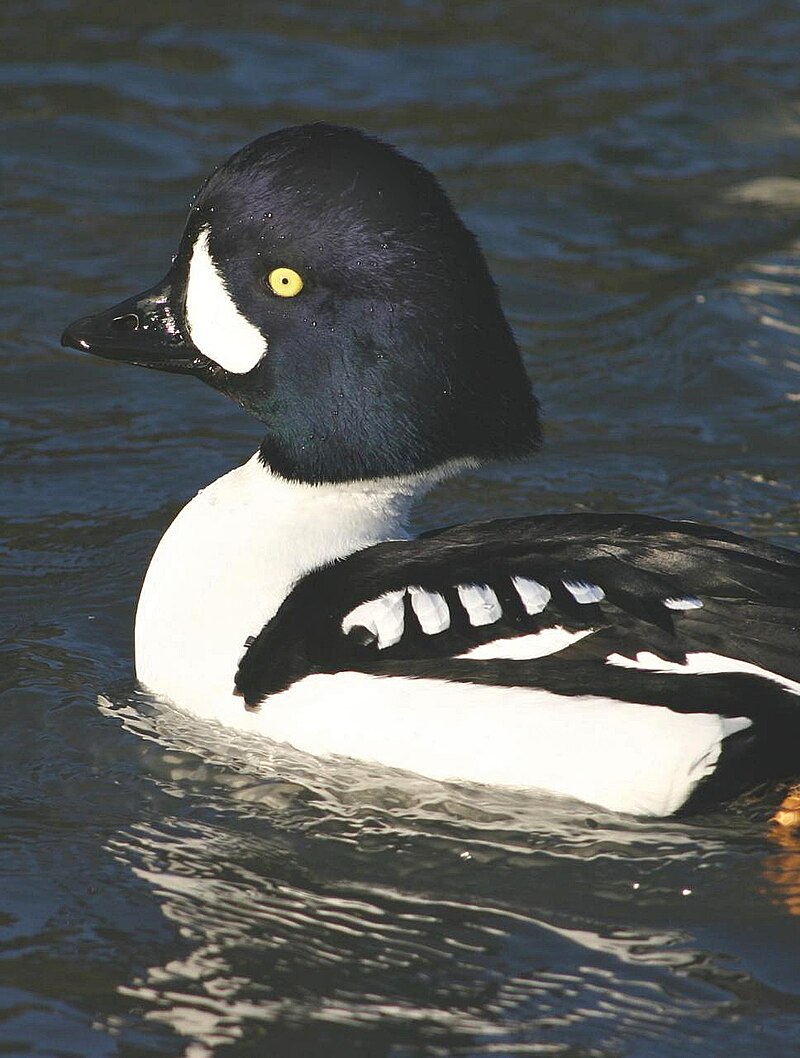 Common goldeneye - Wikipedia