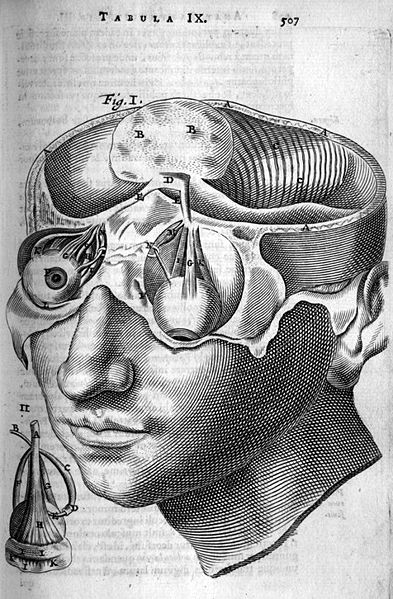 File:Bartholin head transect.jpg