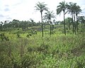Конго ландшафты