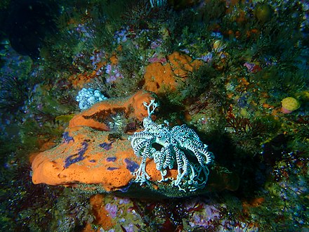 Basket star on sponge