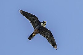 Falco rufigularis petoensis (Bat falcon) in flight