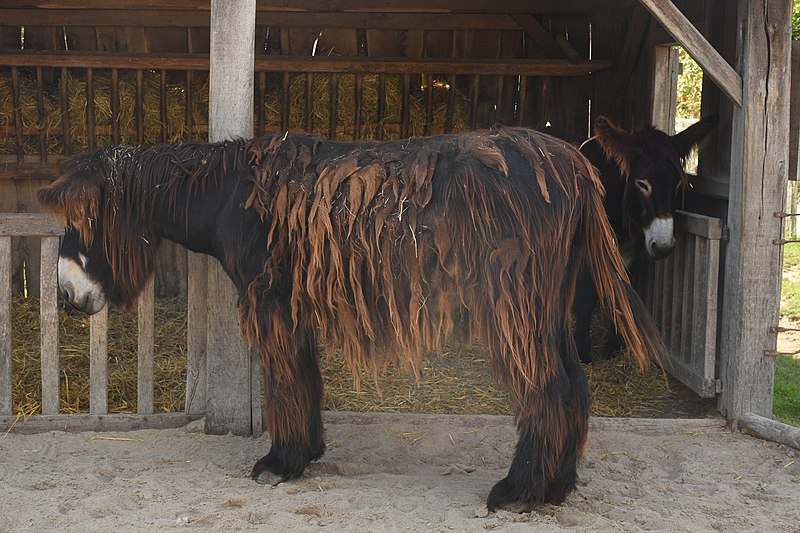 File:Baudet du Poitou - Shaggy Donkey 2.jpg