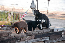 Bears at Kings Beach, August 2010