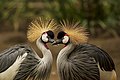 Beautiful grey crowned crane pair