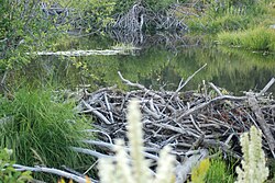 Bobří přehrada na Meeks Creek, Tahoe, srpen 2010.jpg