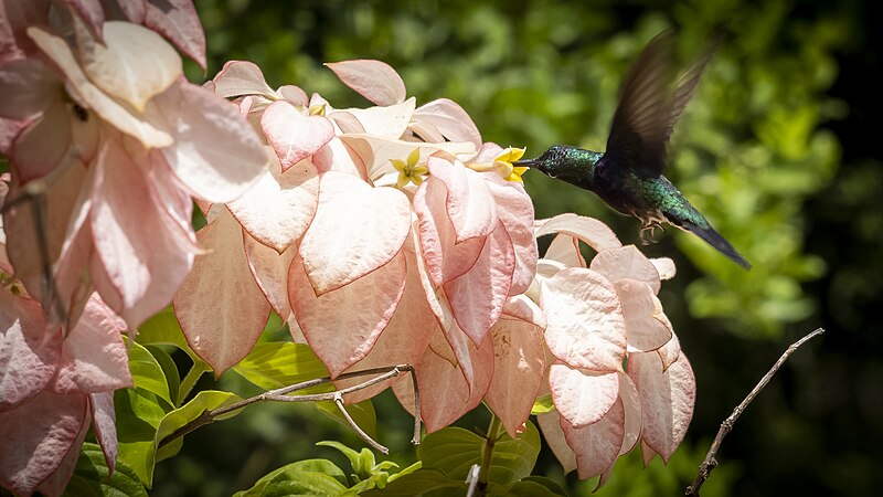 File:Beija-flor-esmeralda-de-cauda-azul no SESC Serra Azul.jpg