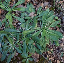 Long teaves tapering to base, showing 3 lengthwise veins Bellis sylvestris in Antalya by D Merrick 04.jpg