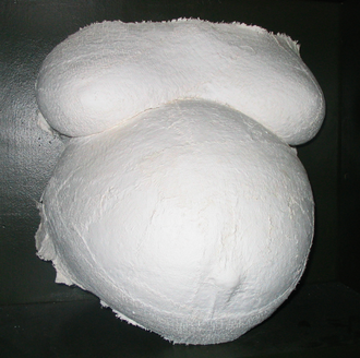 Plaster belly cast of pregnant torso Bellycast.png