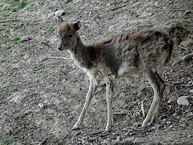 Bergtierpark Erlenbach junger Damhirsch.JPG