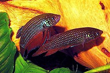 Betta smaragdina - Wikipedia