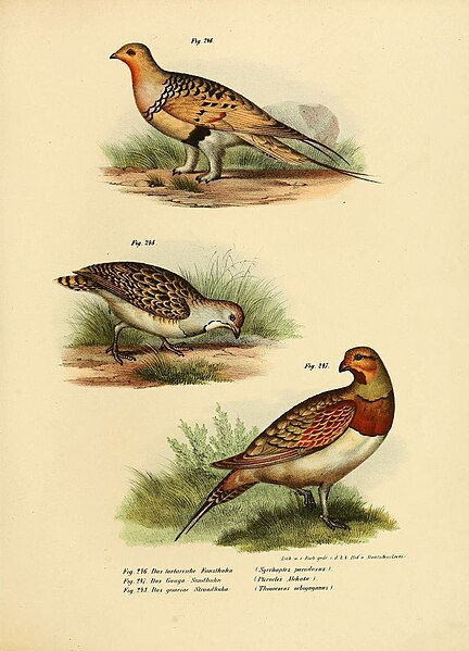 File:Bilder-atlas zur Wissenschaftlich-populären Naturgeschichte der Vögel in ihren sämmtlichen Hauptformen (Figs. 246-248) (6005227565).jpg