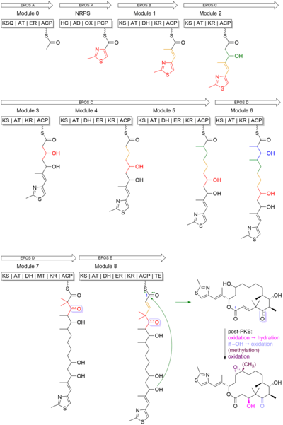 Figure 5 Biosynthesis of epothilones A & B.png