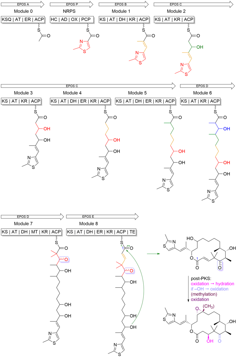 biosynthesis