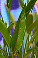 Bird of Paradise (Strelitzia reginae).