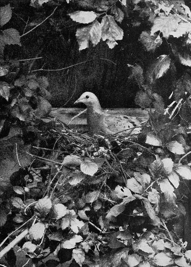 Nesting captive bird, wary of the photographer