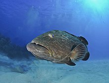 Qora grouper2.jpg