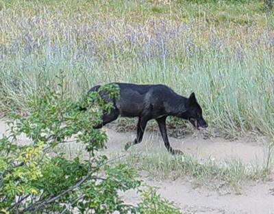 Black wolf