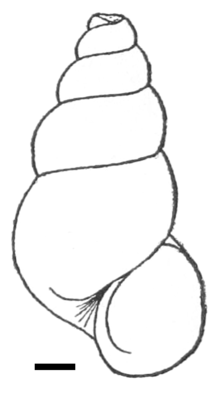 Drawing of apertural view of a shell. The scale is 1 mm. Blanfordia bensoni shell.png