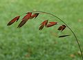 * Nomination Inflorescence of Chasmanthium latifolium in autumn color. Location. Tuinreservaat Jonkervallei. --Famberhorst 06:35, 13 November 2016 (UTC) * Promotion  Support Good quality. --Johann Jaritz 06:37, 13 November 2016 (UTC)