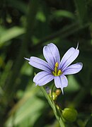 Sisyrinchium angustifolium