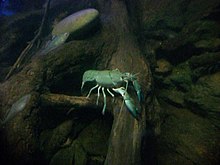 Yabbies: most common food source Blue Yabby crayfish.jpg