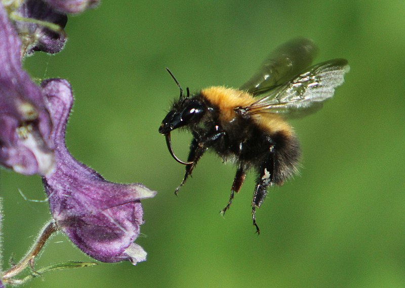 File:Bombus consobrinus1.jpg