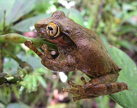 Tập_tin:Boophis_reticulatus_01.jpg