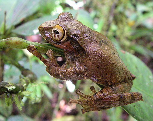 Boophis reticulatus 01