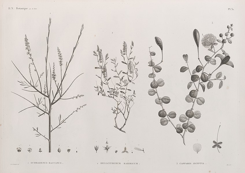 Pl.31 - 1. Ochradenus baccatus 2. Helianthemum kahiricum 3. Capparis ægyptia