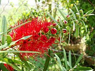 Bottlebrush flower partial blooming found in Kelantan, Malaysia.