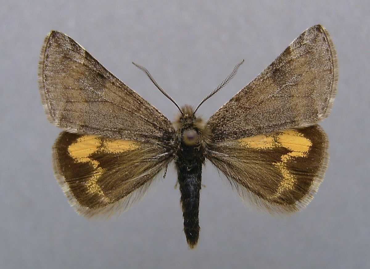 Boudinotiana. Pyropteron chrysidiformis. Pyropteron minianiforme. Pyropteron leucomelaena. Маленький девственник