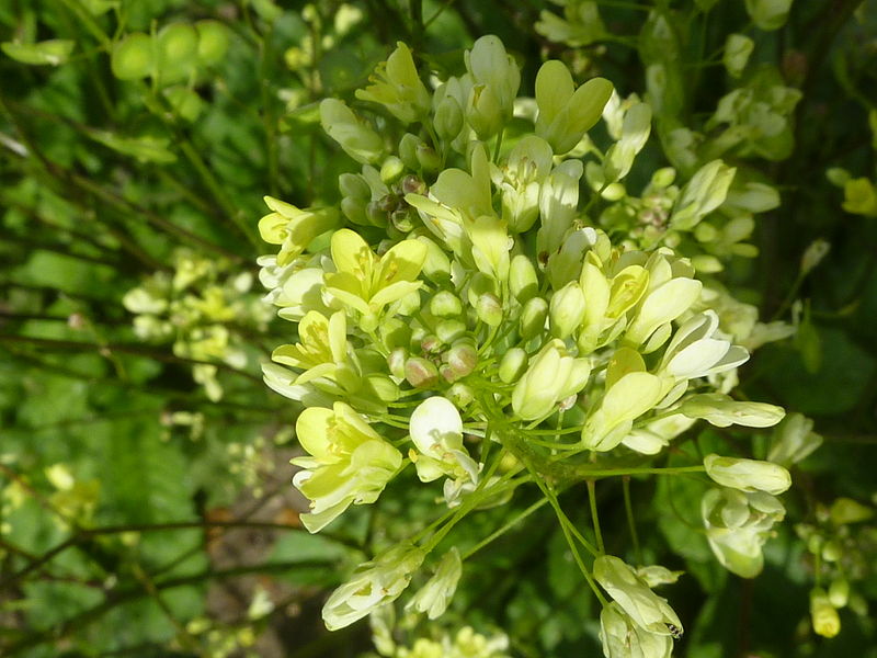 File:Brassica nigra 'Black Mustard' (Cruciferae) flowers.JPG