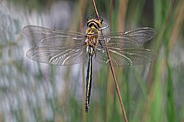 Zamrud brilian (Somatochlora metallica) teneral male.jpg