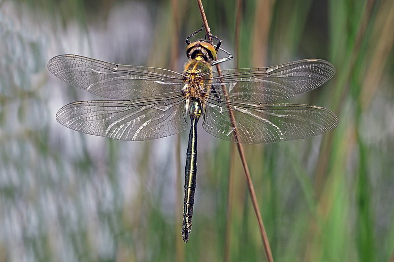 File:Brilliant emerald (Somatochlora metallica) teneral male.jpg