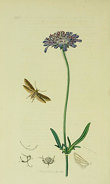 Britská entomologievolume6Plate735.jpg