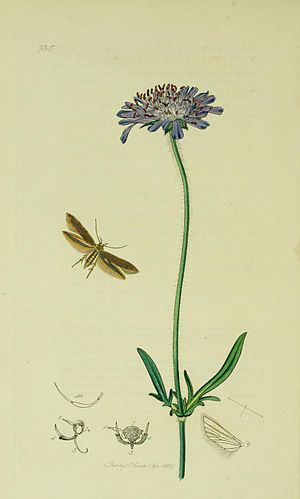 Britishentomologyvolume6Plate735.jpg