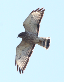 female broad winged hawk